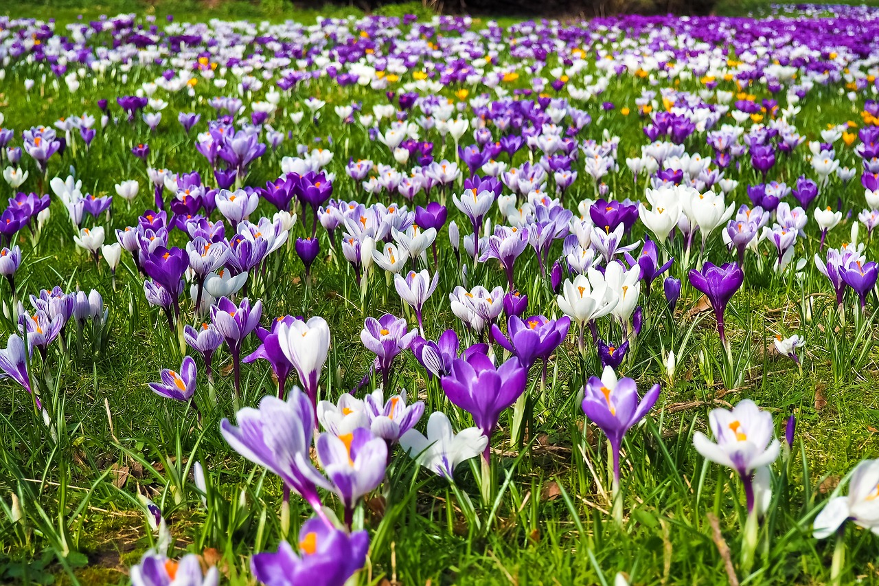 Spring flowers